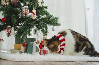 Kış tatili ve İskoç kedisiyle kedi konsepti ipek eşarp giyer ve çam ve Noel ağacı süslemeleriyle oynar.