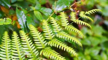 dağdaki tropikal ormanlarda yürüyüş ve insan aktiviteleri kavramı 