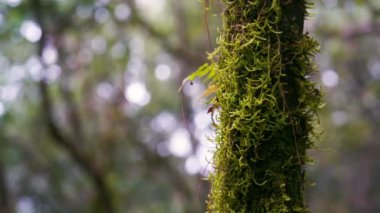 dağdaki tropikal ormanlarda yürüyüş ve insan aktiviteleri kavramı 