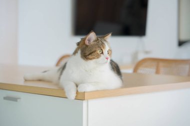 İskoç kedisiyle evcil hayvan bakımı konsepti oturma odasındaki masada rahatlar.