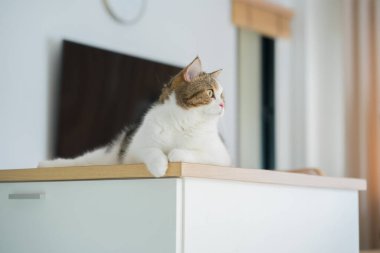 İskoç kedisiyle evcil hayvan bakımı konsepti oturma odasındaki masada rahatlar.