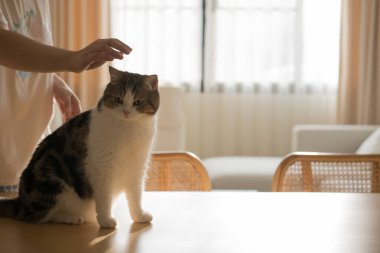 İskoç kedisiyle evcil hayvan bakımı konsepti rahatlayın ve oturma odasındaki masa sahibiyle oynayın.