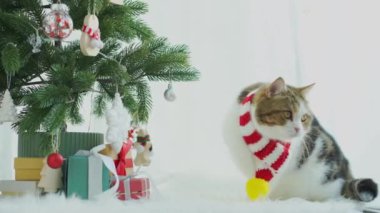 İskoç kedisi eğlence ve Noel süsü ve ağaçla oyun 