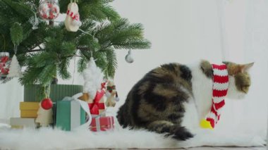 İskoç kedisi eğlence ve Noel süsü ve ağaçla oyun 