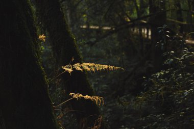 dağdaki tropikal ormanlarda yürüyüş ve insan aktiviteleri kavramı
