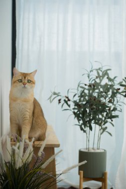 Kedi konseptiyle mutlu olan İngiliz kedisi modern ev dekorasyonu geçmişi olan kedi eviyle oynuyor.