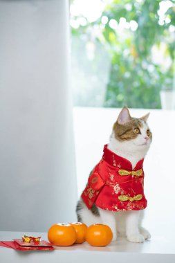 Çin 'in yeni yıl konsepti, kırmızı Çin kumaşı giyen kedilerle kırmızı zarf içinde turuncu ve altın rengi masa üzerinde oturmaktır.