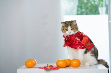 Çin 'in yeni yıl konsepti, kırmızı Çin kumaşı giyen kedilerle kırmızı zarf içinde turuncu ve altın rengi masa üzerinde oturmaktır.