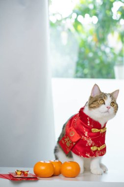 Çin 'in yeni yıl konsepti, kırmızı Çin kumaşı giyen kedilerle kırmızı zarf içinde turuncu ve altın rengi masa üzerinde oturmaktır.