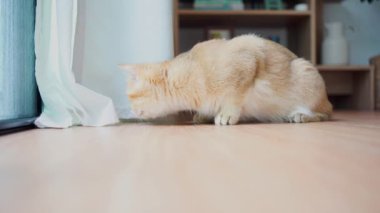 İngiliz kedisiyle evcil hayvan bakımı konsepti rahatla ve oturma odasında oyna 