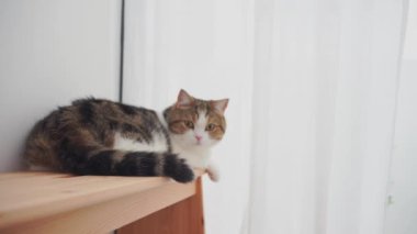 Evcil hayvan bakımı konsepti oyun ve kedi oturma odasında mutluluk hissi. 