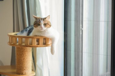 İskoç kedisiyle evcil hayvan bakımı konsepti. Rahatla ve oturma odasında uyu.