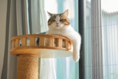 İskoç kedisiyle evcil hayvan bakımı konsepti. Rahatla ve oturma odasında uyu.