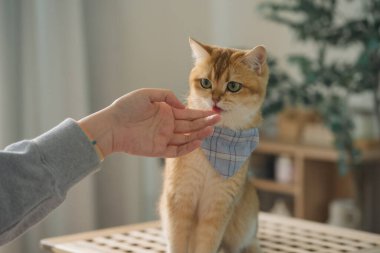 İngiliz kedisiyle evcil hayvan bakımı konsepti. Rahatlayın ve oturma odasında yemek yiyin.