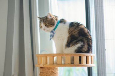 İskoç kedisiyle evcil hayvan bakımı konsepti. Rahatlayın ve oturma odasında yemek yiyin.