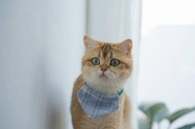 İngiliz kedisiyle evcil hayvan bakımı konsepti rahatla ve oturma odasında oyna