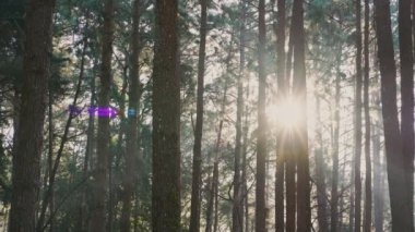 dağda çam ağacı olan tropikal ormanlarda seyahat ve insan etkinliği kavramı 