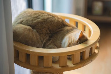 İngiliz kedisiyle evcil hayvan bakımı konsepti. Rahatla ve oturma odasında uyu.