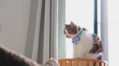 Evcil hayvan bakımı konsepti oyun ve İskoç kedisiyle oturma odasında mutlu bir duygu. 