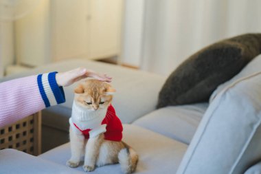 İngiliz kedisiyle evcil hayvan bakımı konsepti. Kumaş giyin ve salon sahibiyle oyna.