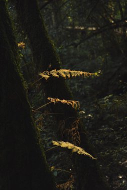 dağdaki tropikal ormanlarda yürüyüş ve insan aktiviteleri kavramı