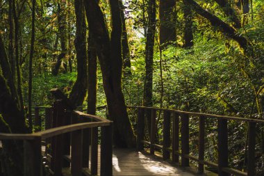 dağdaki tropikal ormanlarda yürüyüş ve insan aktiviteleri kavramı