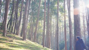 Asyalı bir adamın dağda çam ağacıyla tropikal ormanda yürüyüş yapması. 