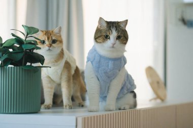 Kedi bakım konsepti. Kumaş giyin ve ev sahibiyle oturma odasında oyna.