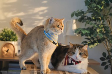 Kedi bakım konsepti. Kumaş giyin ve ev sahibiyle oturma odasında oyna.