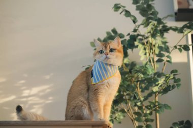 Kedi bakım konsepti. Kumaş giyin ve ev sahibiyle oturma odasında oyna.