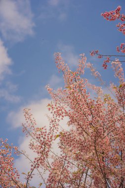 Pembe kiraz ağacı ve bahar mevsiminde berrak gökyüzü ile doğa konseptinde seyahat etmek