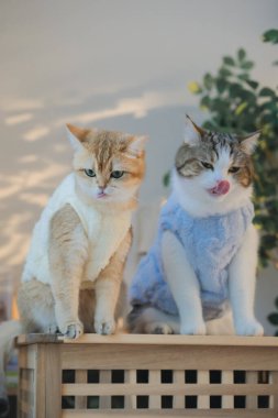 Kedi bakım konsepti. Kumaş giyin ve ev sahibiyle oturma odasında oyna.