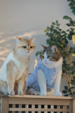 Kedi bakım konsepti. Kumaş giyin ve ev sahibiyle oturma odasında oyna.