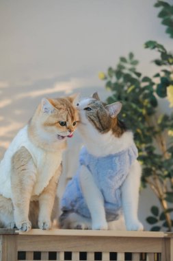 Kedi bakım konsepti. Kumaş giyin ve ev sahibiyle oturma odasında oyna.