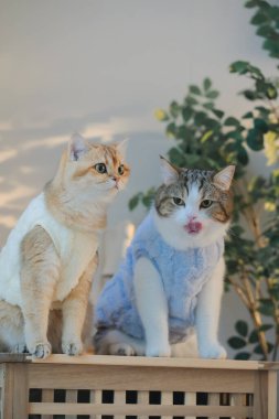 Kedi bakım konsepti. Kumaş giyin ve ev sahibiyle oturma odasında oyna.