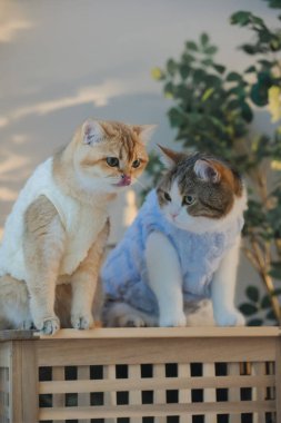 Kedi bakım konsepti. Kumaş giyin ve ev sahibiyle oturma odasında oyna.