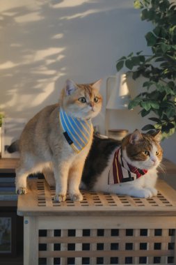 Kedi bakım konsepti. Kumaş giyin ve ev sahibiyle oturma odasında oyna.