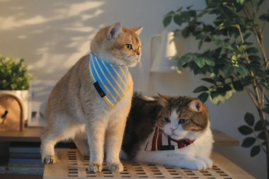 Kedi bakım konsepti. Kumaş giyin ve ev sahibiyle oturma odasında oyna.