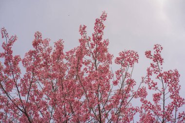 Pembe kiraz ağacı ve bahar mevsiminde berrak gökyüzü ile doğa konseptinde seyahat etmek