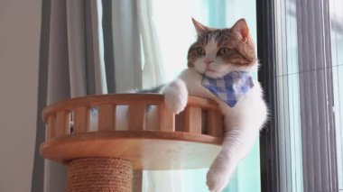 Oturma odasında İskoç kedisiyle evcil hayvan bakımı konsepti 