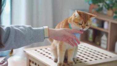 Evcil hayvan bakımı konsepti oyun ve oturma odasında İngiliz kedisiyle mutlu bir duygu. 