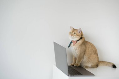 Altın rengi İngiliz kedi kostümlü iş konsepti kravat ve dizüstü bilgisayar kullan