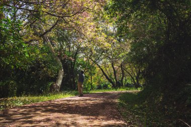 Asyalı bir adamın kamp yaptığı ve bahar mevsiminde pembe kiraz ağacıyla etrafı gezdiği doğa konsepti.