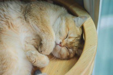 İngiliz kedisiyle evcil hayvan bakımı konsepti. Rahatla ve oturma odasında uyu.