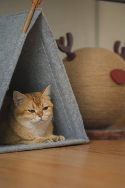 İngiliz kedisiyle evcil hayvan bakımı konsepti. Rahatla ve oturma odasında uyu.