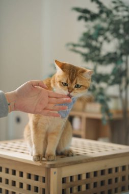 İngiliz kedisiyle evcil hayvan bakımı konsepti. Rahatlayın ve oturma odasında yemek yiyin.