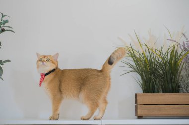 Hayvan bakımı konsepti fırça ve tedavi sırasında kedi barınağındaki İngiliz kedisine