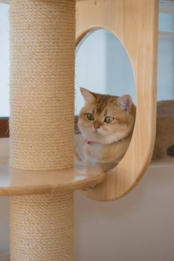 İngiliz kedi oyunu ve kedi evinde eğlence konsepti