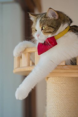 Evcil hayvan bakımı konsepti İskoç kedi oyunu ve kedi evinde eğlence