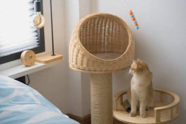 İngiliz kedisiyle evcil hayvan bakımı konsepti rahatla ve kedi oyuncağı oyna